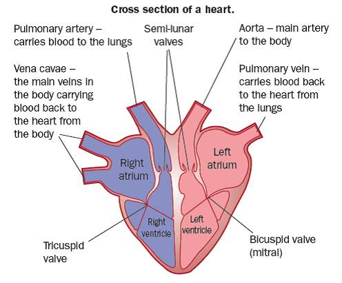 gcse arteries quizlet bitesize